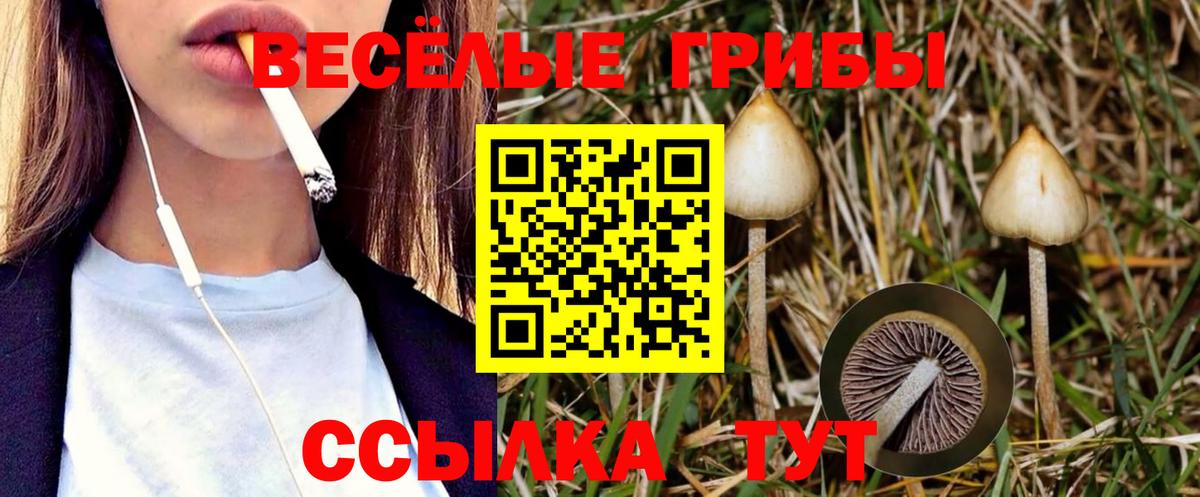 Псилоцибиновые грибы Psilocybe Когалым